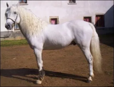 Les Frisons blancs sont-ils de pure race ?