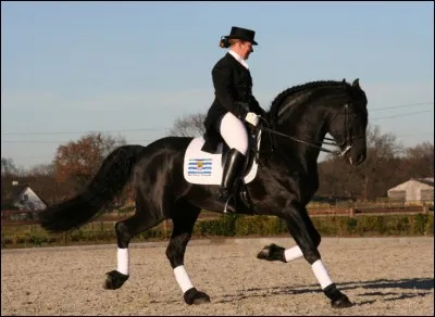 Le Frison est un excellent cheval de :