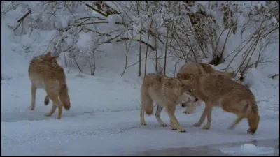 Lémuridé de Madagascar, au pelage épais et laineux ayant une longue queue touffue :