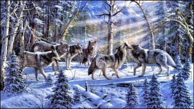 Eau-de-vie orientale parfumée à l'anis :