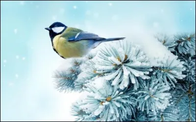 Pièce de l'habit traditionnel écossais :