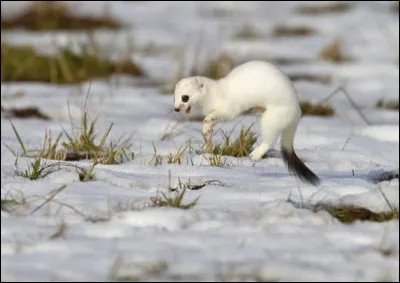 Instrument de musique japonais à cordes pincées dont le son lyrique est comparable à celui d'une harpe :