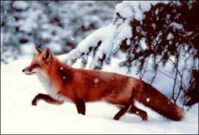Comment dit-on "renard" en anglais ?