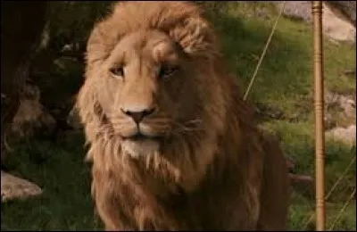 Comment s'appelle le lion ?