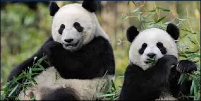 Quel est le nom du seul zoo de France où l'on peut voir des pandas géants ?