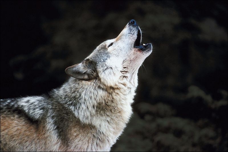 Quand les loups hurlent-ils ?