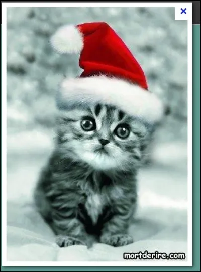 De quelle nationalité est ce chat ?