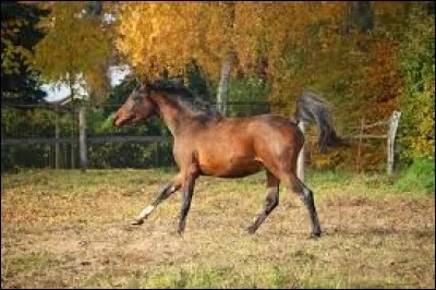 Comment s'appelle le m&acirc;le reproducteur chez le cheval ?