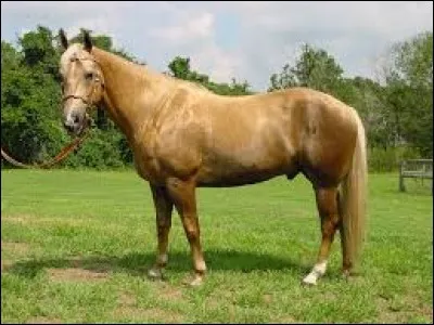 Comment s'appelle un m&acirc;le castr&eacute; chez les chevaux ?