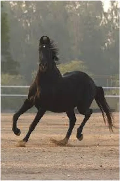 De quelle race est ce cheval ?
