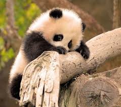 Quiz Animaux
