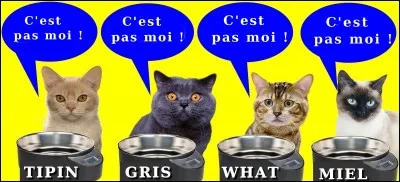 Quel chat n'a rien mangé, parce qu'il n'a donné aucune bonne réponse ? Comme dit l'adage "trop bête pas de croquettes".