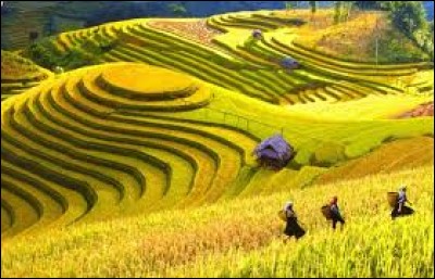 La vallée de "Muong Hoa" est composée de rizières en terrasses. Dans quel pays se situe-t-elle ?