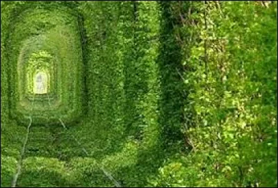 Le "tunnel de l'amour" est une voie de chemin de fer désaffectée. Cette voie ferrée a été remplacée par une végétation dense. Dans quel pays se situe-t-il ?