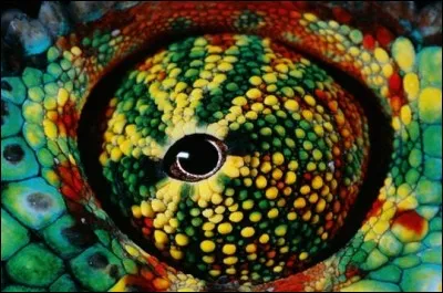 Quel animal a les yeux rotatifs ?