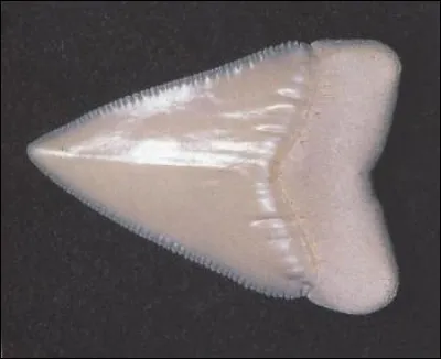 Quel animal a plus de 300 dents sur plusieurs rangs ?