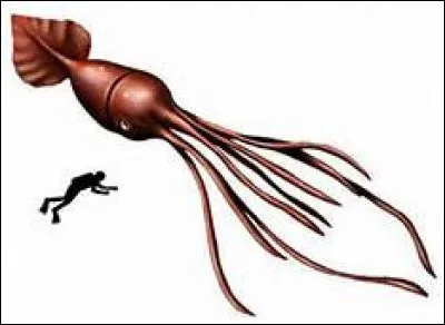 Grâce à qui sait-on que le calamar colossal existe ?