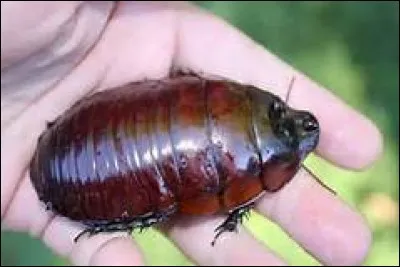 Quel insecte est le plus lourd ?