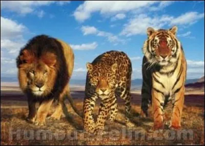 Quel est le plus gros félin ?