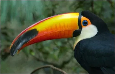 Quel animal a le plus grand bec ?