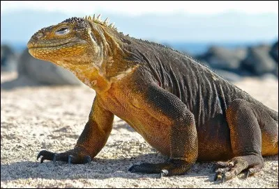 Quel animal laisse sa proie s'enfuir après l'avoir mordue ?