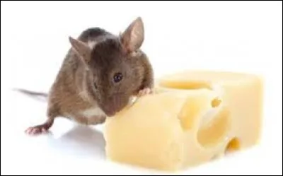 Dans la phrase "le fromage est mang&eacute; par la souris", le verbe "manger" est &agrave; la voix :