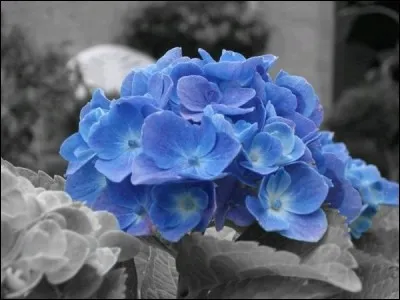 En quelle saison est-ce dur de mourir pour Jacques Brel quand il chante "adieu l'Emile, je vais mourir" ?