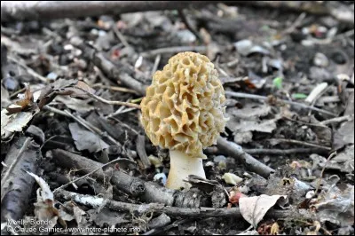 En quelle saison pousse ce champignon ?