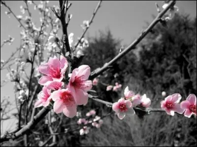 En quelle saison ces fleurs poussent-elles ?