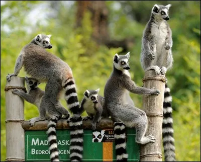 Dans quel pays peux-tu voir ces animaux ?