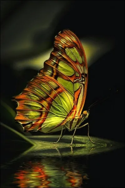 On peut voir des papillons dans des contrées très froides, en Alaska par exemple !