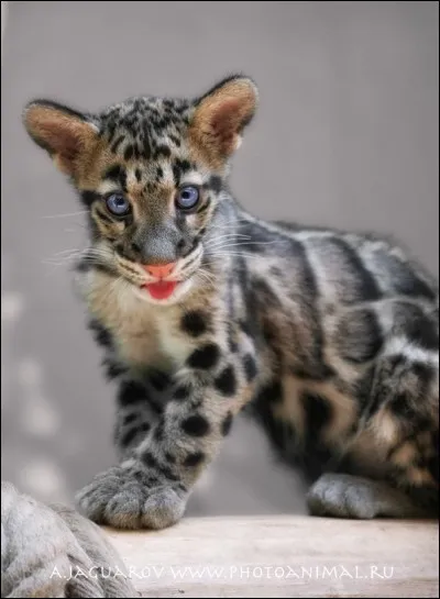 Trouve le nom de ce bébé félin !