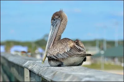 Trouve le nom de l'oiseau !
