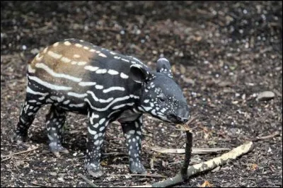 Trouve le nom du bébé !