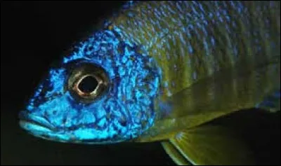 Complétez : __ abysse.