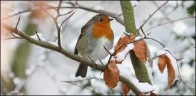 Quel signe du zodiaque n'est pas représenté en janvier ?