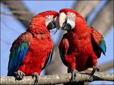 Comment s'appelle ce perroquet au plumage flamboyant, majoritairement dominé de rouge ?