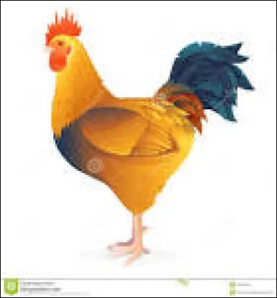 Quel est le bébé du coq ?