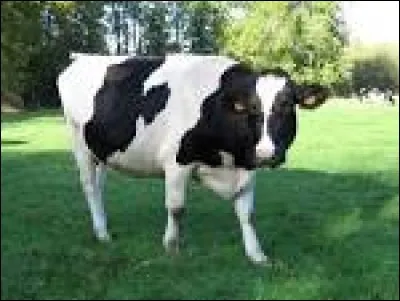 Quel est le bébé de la vache ?