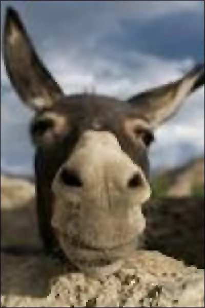 Quel est le bébé de l'âne ?