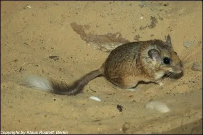 On se quitte avec l'image de cette gerbille... Comment s'appelle-t-elle ?