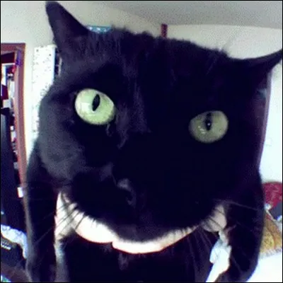 Qui a un chat qui s'appelle Sergi ?