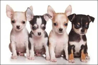 Quelle est la race de ce chien ?