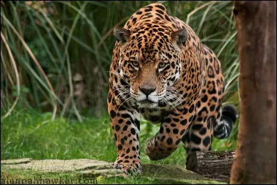 Quel est cet animal ?