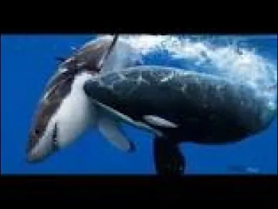 Comment sont-ils considérés ?