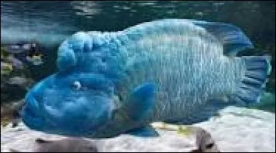 Comment s'appelle cet animal ?