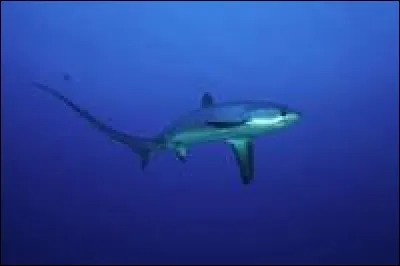 Quel est ce requin ?