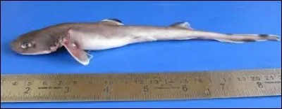 Quel est le plus petit requin ?