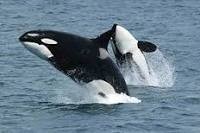 Quiz Animaux