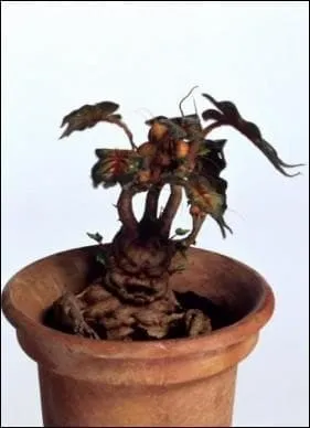 Qu'est-ce que c'est ?